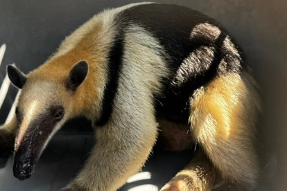 Oso hormiguero rescatado en vía a la costa.
