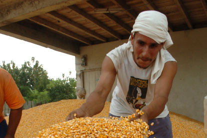 Una persona trabaja en la cosecha de maíz.