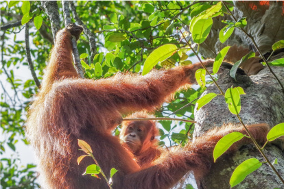 Los orangutanes poseen una "enciclopedia cultural" para saber comer cuando se independizan.