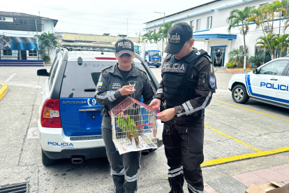 Policía rescató a los especímenes que iban a ser traficados.