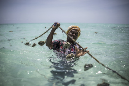 Una cultivadora de esponjas cuida sus cultivos en una granja frente a la costa de Jambiani el 25 de octubre de 2025.
