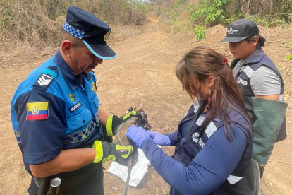 Las zarigüeyas son animales que llegan a las zonas urbanas en busca de alimento y refugio. Tras rescatarlas, son liberadas en su hábitat.