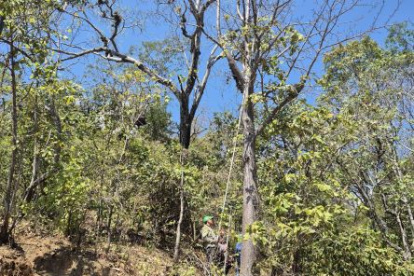 Especie. Los árboles son de hasta 15 metros de altura.