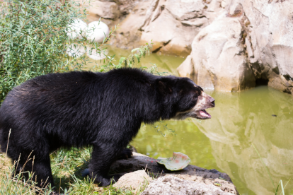Referencial. El oso de anteojos es una especie en peligro de extinción.