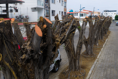 Guayaquil sanciona con USD 6.580 y ordena reponer 90 árboles en Las Garzas