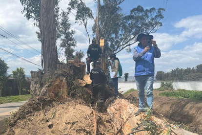 La mañana del jueves 11 de diciembre, residentes del sector de Puembo alertaron sobre una presunta tala de árboles en la salida del Chaquiñán, a la altura de la urbanización Arrayanes. A través de redes sociales, los vecinos denunciaron la presencia de maquinaria y personal que, según afirmaron, estaba cortando árboles pese a que hasta hace pocos días existía una medida cautelar que prohibía este tipo de intervenciones.

La preocupación creció al difundirse imágenes donde se observan troncos de gran tamaño ya cortados y un video en el que se aprecia a trabajadores utilizando motosierras mientras la comunidad intenta detener la acción. Esta situación generó indignación y un llamado urgente a las autoridades.

Ante la denuncia ciudadana, la Secretaría de Ambiente del Municipio de Quito acudió al lugar junto con técnicos de la Administración Zonal Tumbaco para realizar una inspección. Tras verificar la documentación del proyecto, la entidad informó que, aunque existía una licencia de aprovechamiento forestal, esta debía ser actualizada conforme a la normativa ambiental vigente.

Como medida inmediata, la Secretaría dispuso la suspensión total de las actividades de tala hasta que el permiso sea regularizado y se garantice el cumplimiento de la normativa.


Tala de árboles en Puembo generó alarma y una intervención municipal.