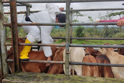 Ganadería. Esta enfermedad ataca al ganado, causando ampollas en boca y patas y pérdida de producción.