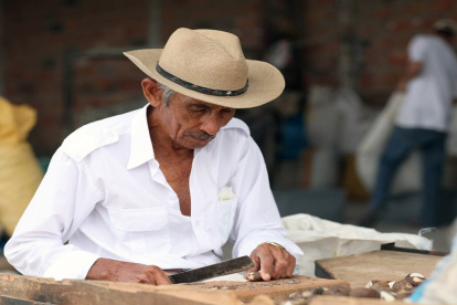La tagua está registrada en la Lista Roja de Palmas del Ecuador bajo la categoría de “Vulnerable” (VU).