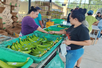 La exportación de plátano con sello AFC significa ingresos aproximados por $16.200.