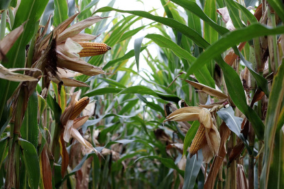 Una investigación de la UTPL analiza los efectos celulares y genéticos de plaguicidas y fertilizantes utilizados en el cultivo de maíz en Ecuador.