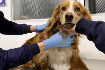 El perrito no presentaba heridas, pero estaba asustado luego de permanecer atrapado en un espacio oscuro y ruidoso.