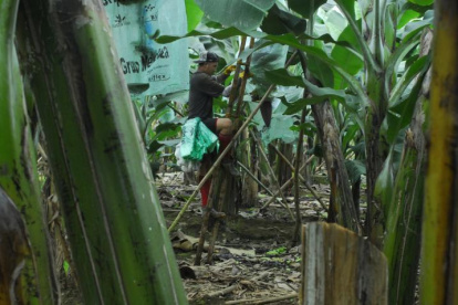 La enfermedad fue detectada en una finca de la provincia de El Oro.