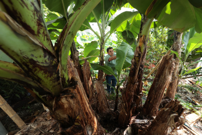 La enfermedad fue detectada en una finca de la provincia de El Oro.
