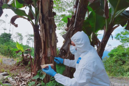 Experto toma muestra a una planta de banano para saber si tiene Fusarium R4T.