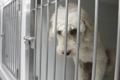 Referencial. En Puerto Azul denuncian envenenamiento a mascotas.