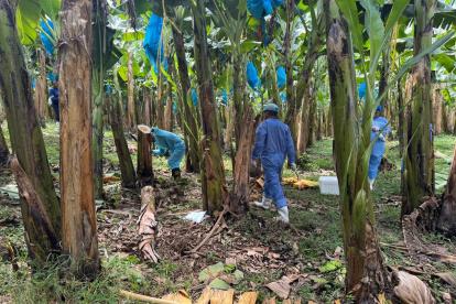 Emergencia por Fusarium R4T: ¿Subirá el precio del banano en los mercados?