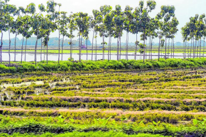 Cultivos. El cambio climático causa, con frecuencia, sequías en Ecuador y afecta los cultivos.