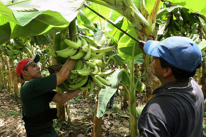 La cosecha de banano se mantiene normal en Ecuador.