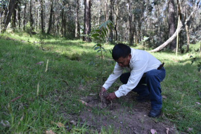Arbolado. Un bosque se regenera naturalmente en 100 años. La restauración activa toma 50 años, según la Secretaría de Ambiente.