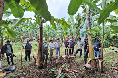 Desde el 2019 se vienen dando talleres de cómo proteger a un cultivo del Fusarium Raza 4 Tropical, pese a ello no todos lo aplican.