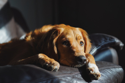 Los fuegos artificiales pueden causar pánico en las mascotas