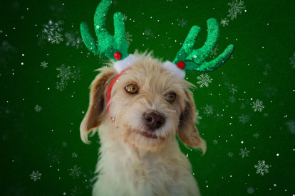 La UBA lanzó su campaña de concientización de adopción de animales para las fiestas.