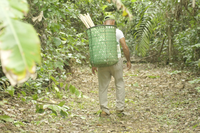 Recolección. El modelo se basa en la recolección de estos frutos por parte de familias de la zona, que agrupan volúmenes “muy por debajo” del total producido naturalmente.
