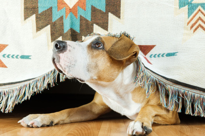 El estrés acústico, las intoxicaciones y los accidentes domésticos siguen siendo los principales riesgos para las mascotas durante las celebraciones de fin de año.