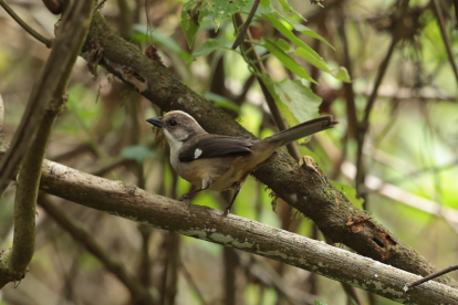A solo una hora de Cuenca, Yunguilla ofrece avistamiento de aves endémicas en bosque montano seco