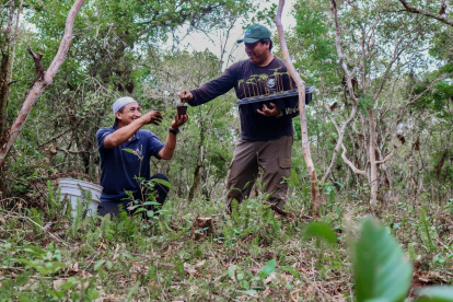 Guardaparques sembraron 400 plántulas de Scalesia en la isla Isabela.