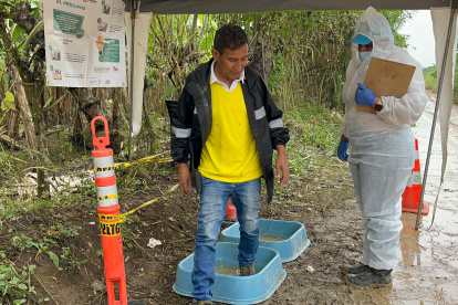 Miembro de Agrocalidad se asegura del cumplimiento de la medida de bioseguridad contra el Fusarium R4T, en Santa Rosa, en la provincia de El Oro.
