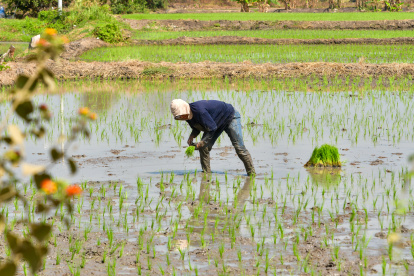 Un agricultor siembra arroz en su finca, en Santa Lucía.