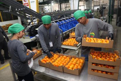 En el 2025 Ecuador exportó por primera vez mandarinas.