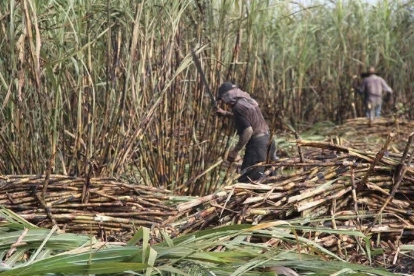 Los cadáveres fueron encontrados por agricultores en una plantación de caña de azúcar en un recinto de Milagro.