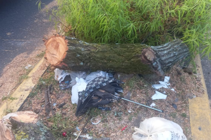 En el sector de la Jipijapa fueron talados árboles con décadas de historia. El Cabildo Cívico de Quito pidió al Municipio información sobre estos casos.