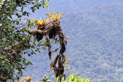 El Chocó Andino, al noroccidente de Quito, fue incluido por The Wall Street Journal entre los 10 mejores destinos turísticos para 2026.