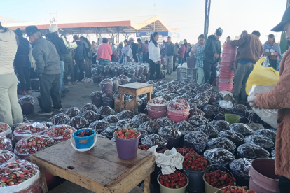 TUNGURAHUA. FRUTAS COMO LA FRESA Y MORA CON LOS SOLES SE MADURAN ANTES DE LO PREVISTO Y NO SE PUEDE GUARDAR PORQUE SE DAÑAN. AG-EXTERNO