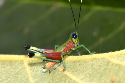 Investigadores descubrieron un nuevo saltamontes de colores llamativos hallado en Morona Santiago,