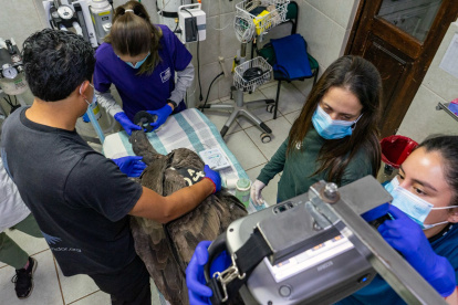 El equipo veterinario del Zoológico de Quito está a cargo de los exámenes y atención de Yurak, el cóndor juvenil rescatado en un área protegida.