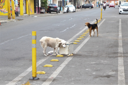 Dejar que las mascotas deambulen libremente por las calles es una de las causas de extravío y corren el riesgo de que las atropellen.