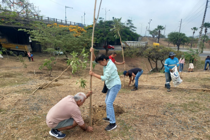 Los ciudadanos Javier Hungría y Mirna Yánez sembraron un árbol en el intercambiador de la autopista Narcisa de Jesús y la avenida Francisco de Orellana, en el norte de Guayaquil.