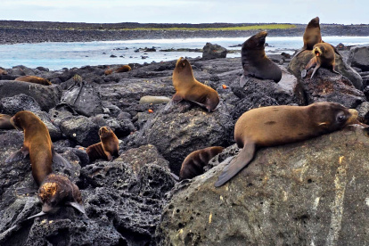 Parque. El Parque Nacional Galápagos ha sido reconocido internacionalmente por su modelo de conservación regenerativo que mantiene vigente a sus especies.