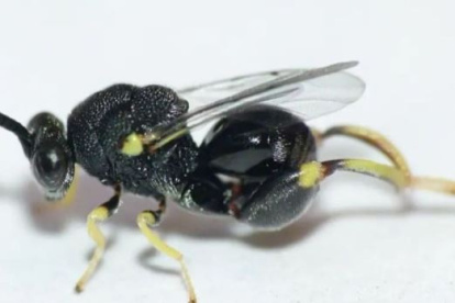 Avispa. La especie fue hallada cerca del Parque Nacional Podocarpus.