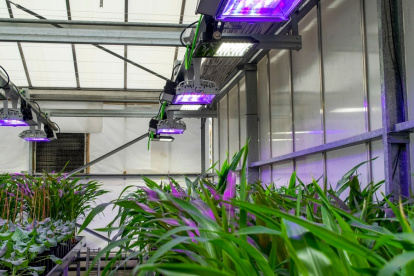 Plantas. El CBGP cuenta con instalaciones de 1900 m2 para el cultivo.