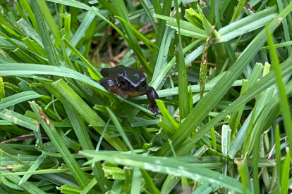 El jambato, un sapo que volvió de la extinción y crece en los páramos de Angamarca en Pujilí.