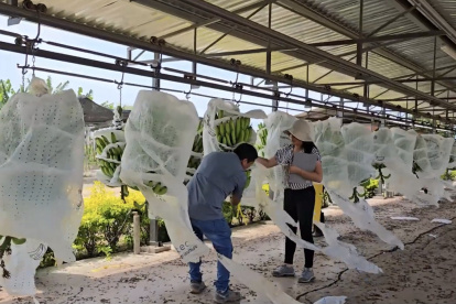 Investigación. El INIAP evalúa materiales tolerantes al Fusarium, algunos con resistencia media o parcial.