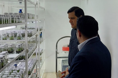 Visita del director ejecutivo de AEBE, José A. Hidalgo, al laboratorio de la ESPOL, donde se realizan evaluaciones de mutantes para la selección de plantas con nuevas características y resistencia al FOC R4T.