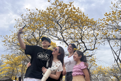 El amarillo de los guayacanes marca la temporada de florecimiento en Colimes.