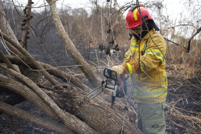 Los bomberos cortaron árboles desde los que aún salía humo tras el incendio forestal en cerro San Eduardo.