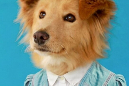 Lucero, Adita y otros perritos buscan una segunda oportunidad en Quito